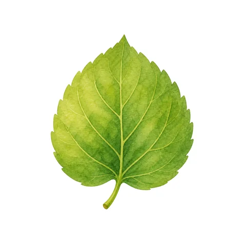 Feuille