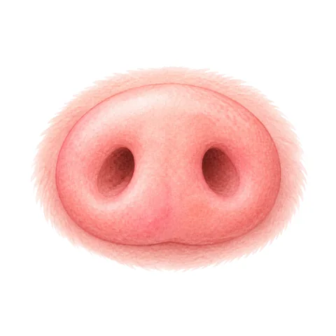 Illustration du mot groin