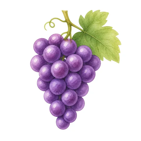 Illustration du mot raisin